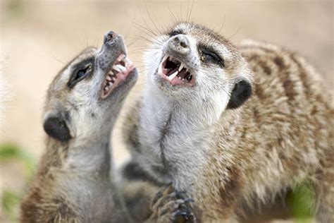 Meerkats May Be Cute But They Can Be Dangerous