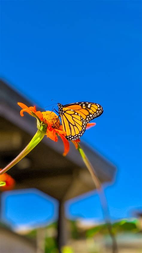 Monarch Butterfly Perched On White Flower In Close Up Photography