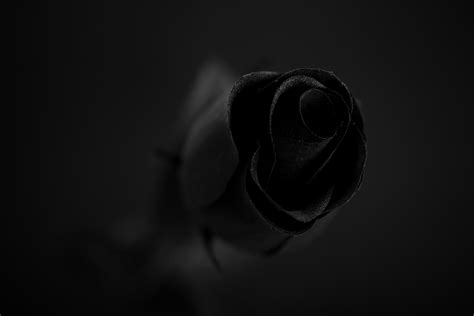 Black Rose Free Stock Photo - Public Domain Pictures