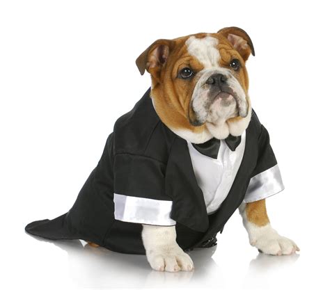 The bridesmaids wore black vera wang gowns and their english bulldog, hemingway, served as the ringbearer. The most obvious best man pick yet! | English bulldog, Bulldog, Fancy dog