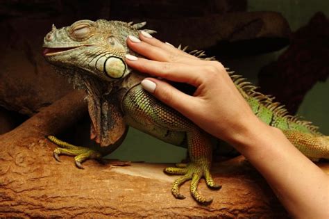 5 Iguana Types For Pets Top List Pet Comments