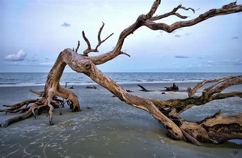 Driftwood Beach Wjwncprods Galleries Digital Photography Review