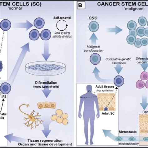 Schematic View Of Normal Stem Cells A And Cancer Stem Cells B A