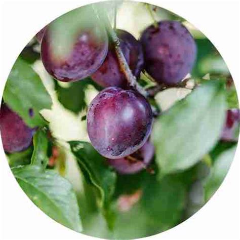 Buy Dwarf Fruit Trees Online Plantnet Australia