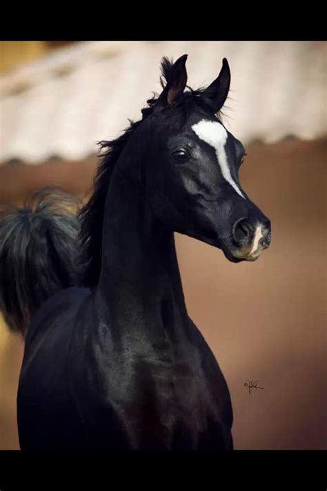 Fancy Face Black Arabian Horse Beautiful Arabian Horses Most