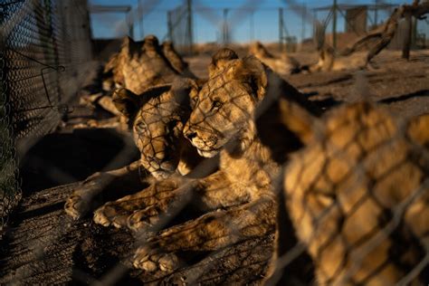 B 法律 南アフリカ、ライオン飼育繁殖産業を廃止へ 法制化がカギ
