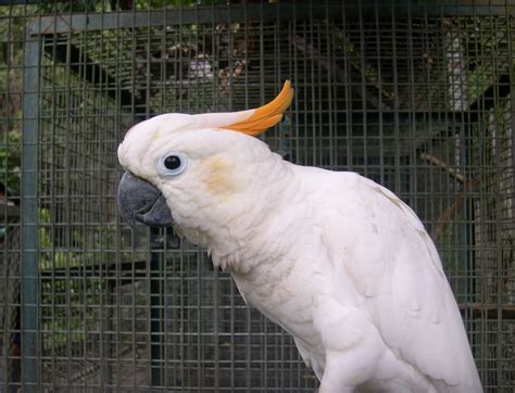 Menurut pendapatan orang lain ya, suara yang terbaik dalam berkicau adalah murai nias kelebihannya hampir. HARGA KAKATUA JAMBUL ORANGE HARI INI - JUAL BURUNG BEO