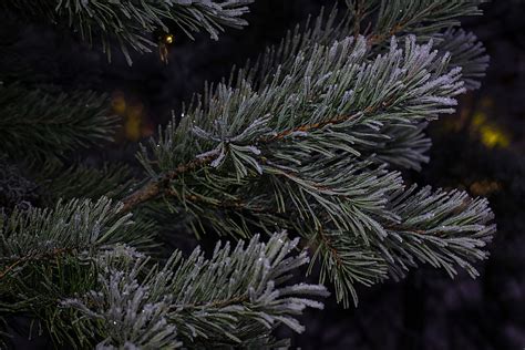 Wallpaper Snow Branch Frost Spruce Christmas Tree Needles Fir