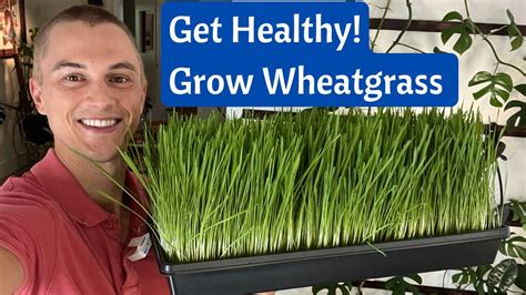 Grow Wheatgrass Juice At Home In 8 Days Incredible Health Benefits
