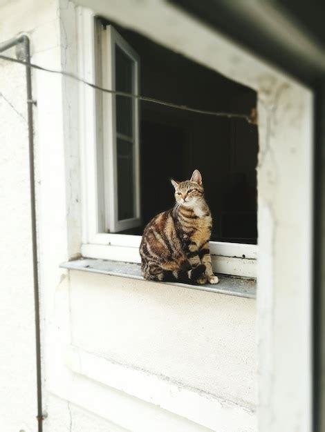 Premium Photo Cat Sitting On Window Sill