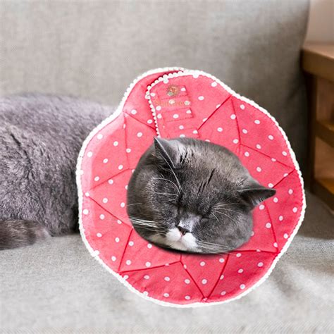 You might need to get a recovery collar or cone to prevent the kitty from accessing the area. SunGrow Comfy Cone Dog & Cat Recovery Collar, Pink, Medium ...