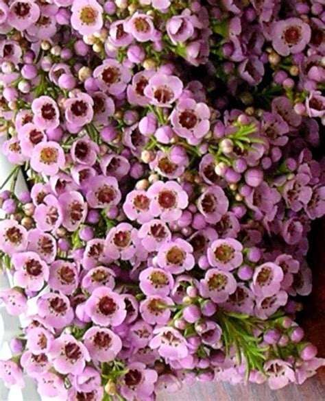 Lavender Wax Flower Wax Flowers Wedding Flowers Floral