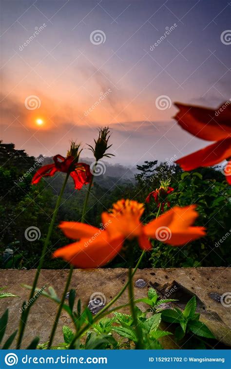 A Flower And The Sunrise Stock Photo Image Of Sunrise 152921702