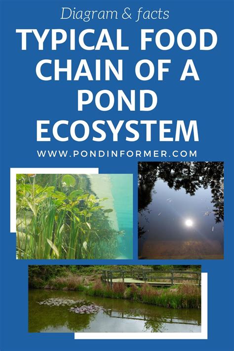 Typical Food Chain Of A Pond Ecosystem Food Chain Pond Ecosystem