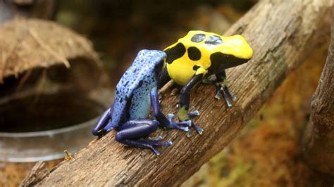 Poison Dart Frog Attraction Central Florida Zoo Animals