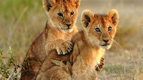 Two Adorable Lion Cubs