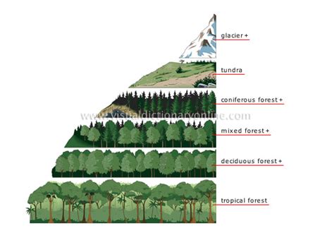 Earth Environment Vegetation And Biosphere Elevation Zones And