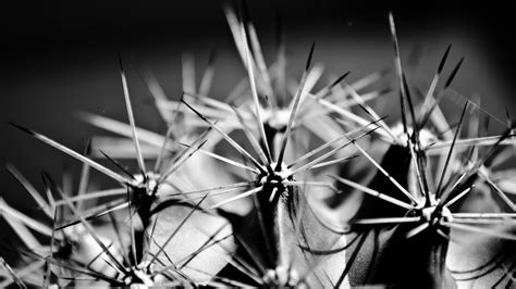 Grayscale Photography Of Cactus Hd Wallpaper Wallpaper Flare