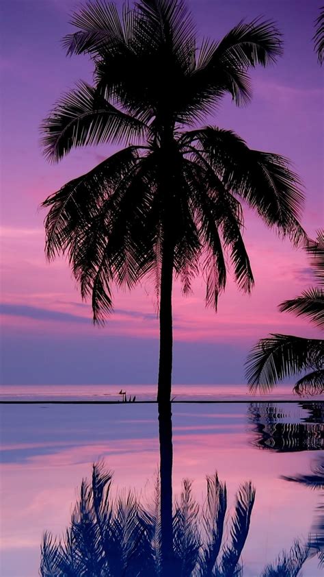 Palm Tree Hd Iphone Wallpaper Hupages Download Iphone Wallpapers
