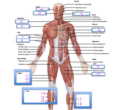 Anterior View Of Superficial Muscles Flashcards Quizlet