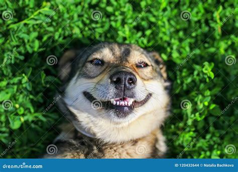 Beautiful Satisfied Dog Lying On The Lush Green Grass In The Sum Stock