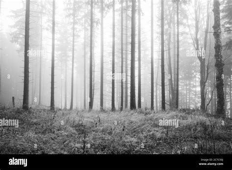 Horizontal Greyscale Shot Of A Foggy Forest Full Of Leafless Trees