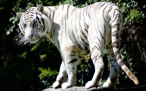 The white tiger tells the story of those left behind in the midst of india's rapid economic rise. Baby white siberian tiger « Nat Geo Adventure