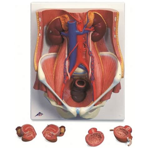 3b Scientific K32 Urinary System Model Of The Male And Female 6 Part