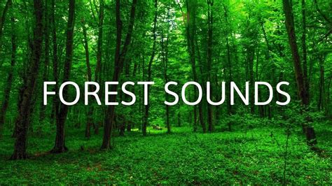 Forest Sounds Birds Relaxing Nature Sounds For Home Work And Sleep