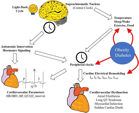 Frontiers Circadian Mechanisms Cardiac Ion Channel Remodeling And
