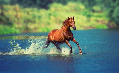 Running Horse In Water Wallpaperhd Animals Wallpapers4k Wallpapers