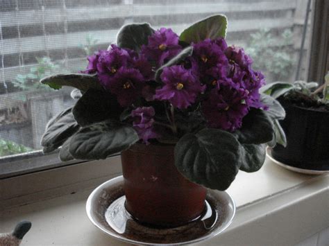 African violets enjoy growing in temperatures ranging from 65 to 80 degrees fahrenheit. How to Choose Plants for Container Gardens | Dengarden