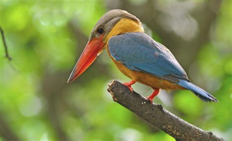 Golden Eagle Tropical Birds Avian Borneo Kingfisher Birds Of