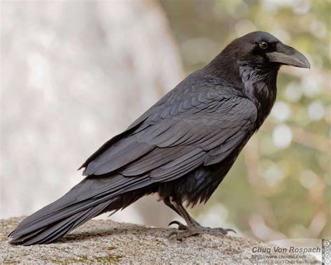 Common Raven Ebirdr