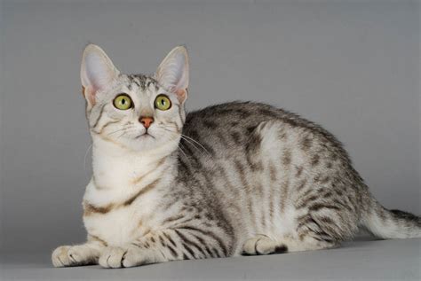 Egyptian Mau Breed Profile Cat World
