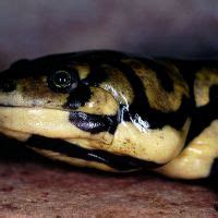 Salamander Information Salamander Fun Facts Reptile Gardens