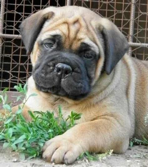 Cutepure Full Breed Bull Mastiff Dogpuppy For Sale Going For N55000