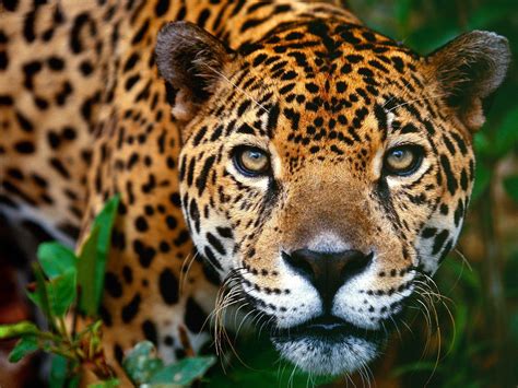 Big cats are serious business. Belize Big Cats List - Five Beautiful Species