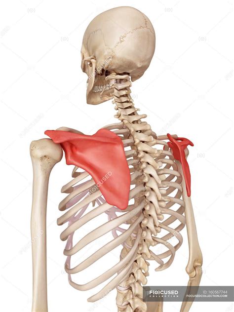 Shoulder Blade Anatomy — Artwork Healthcare Stock Photo 160567744