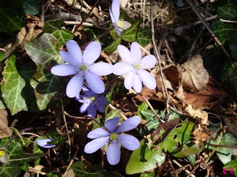 Vivono come bellissime piante da giardino e piante in vaso e sono disponibili in varie tonalità: frammenti, di natura, vita, colori, luce...: Fiori di montagna; Anemoni