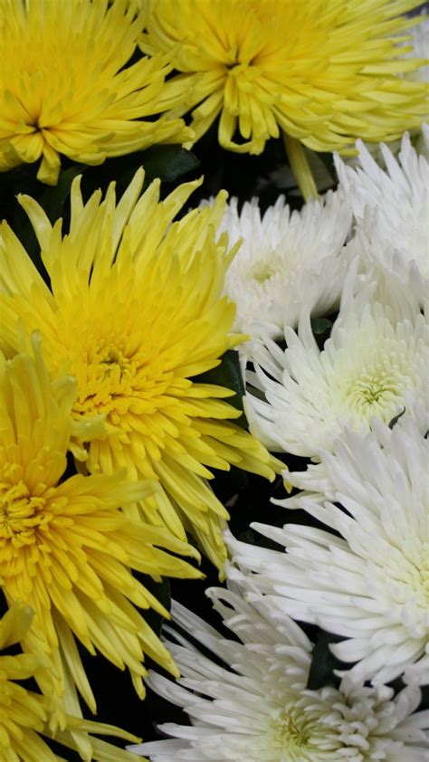 Download Wallpaper 1080x1920 Chrysanthemums Flowers White Yellow