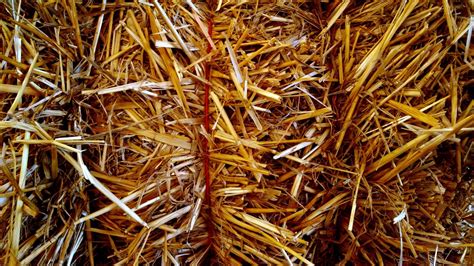 Free Images Branch Plant Hay Bale Field Farm Texture Leaf