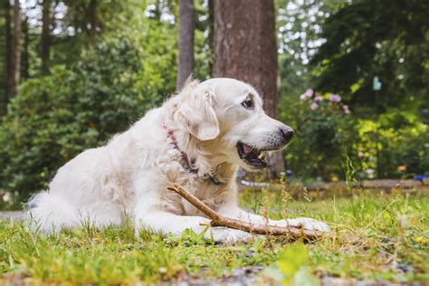 Get healthy pups from responsible and professional breeders at puppyspot. RUFFined Spotlight: Polar the English Cream Golden ...