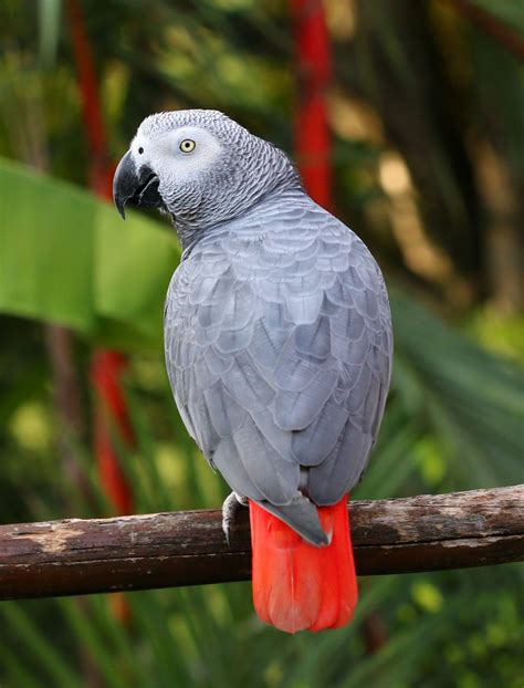 African grey parrot | African grey parrot, Parrot, African ...