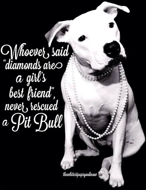I Would Rather Have My Rescued Pit Bull Than Diamonds Any Day Pitbull Quotes Pitbull Mom