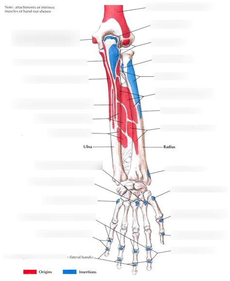 Md Posterior Forearm Attachments Diagram Quizlet