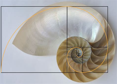 The Energetics Of The Fibonacci Spiral And The Golden Mean Energetic