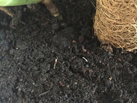 Like that classic movie line if you build it, they will come so as you can see worm castings are beneficial in more ways than one and make a great additive for your garden soil and plants. Small White Bugs In Indoor Plant Soil