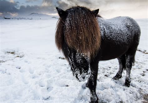 The icelandic horse is a small horse breed available in star stable online. Icelandic horses - our friends | Guide to Iceland