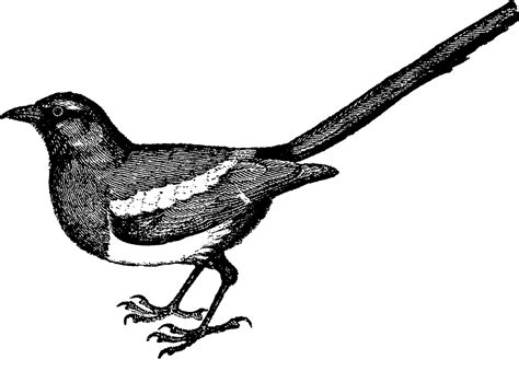 Magpie Bird Image Illustration Vintage Illustrations Art Png Clip Art